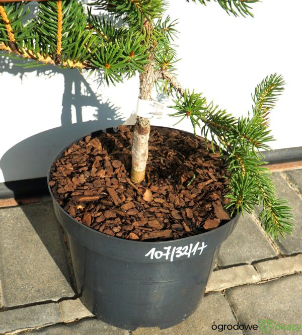 ŚWIERK SZYDLASTY Picea polita