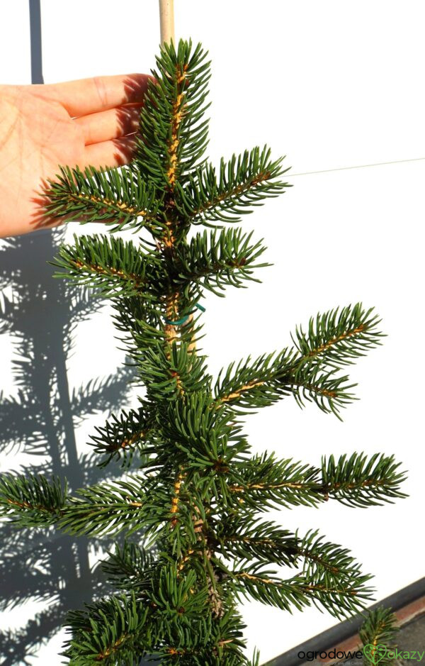 ŚWIERK SZYDLASTY Picea polita