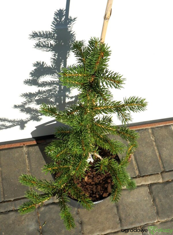 ŚWIERK SZYDLASTY Picea polita