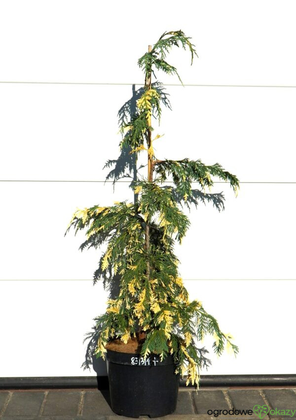 CYPRYSIK NUTKAJSKI SPARKLING ARROW Chamaecyparis nootkatensis 'Sparkling Arrow'