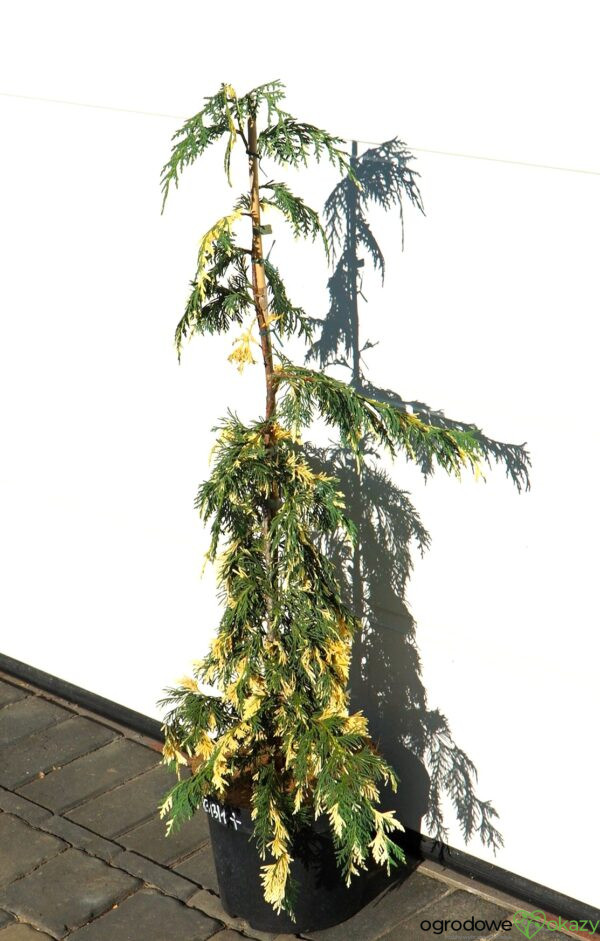 CYPRYSIK NUTKAJSKI SPARKLING ARROW Chamaecyparis nootkatensis 'Sparkling Arrow'