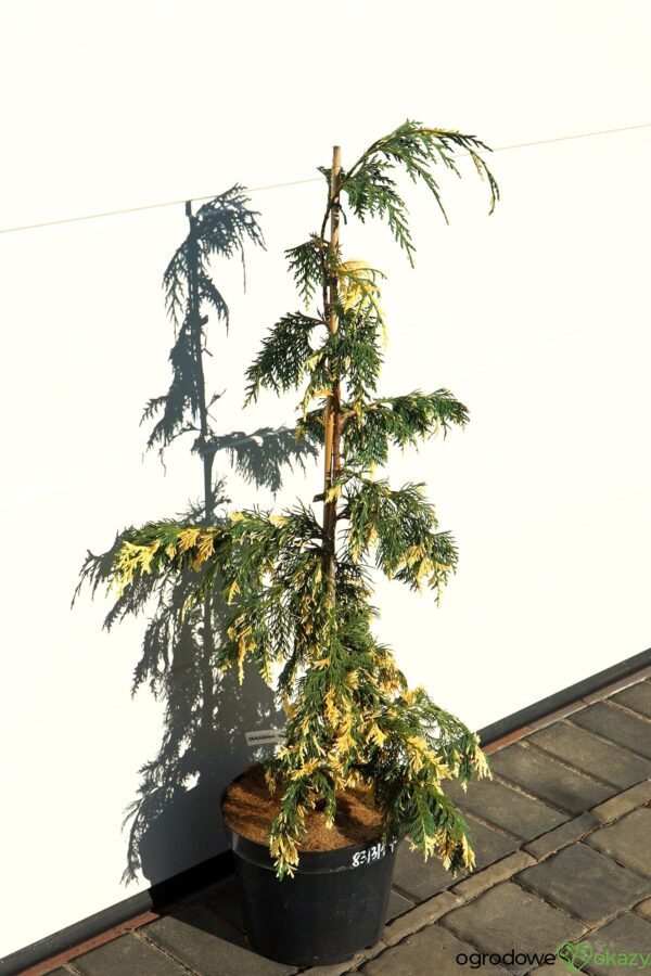 CYPRYSIK NUTKAJSKI SPARKLING ARROW Chamaecyparis nootkatensis 'Sparkling Arrow'
