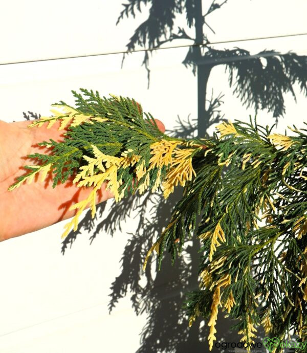 CYPRYSIK NUTKAJSKI SPARKLING ARROW Chamaecyparis nootkatensis 'Sparkling Arrow'
