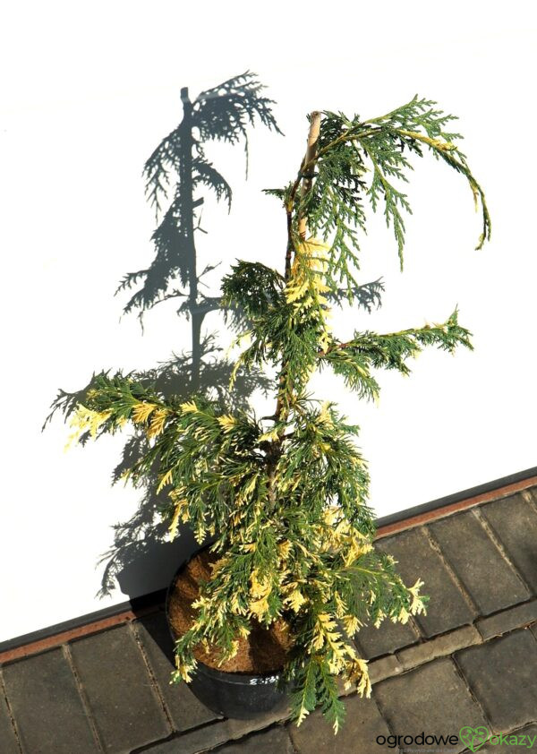 CYPRYSIK NUTKAJSKI SPARKLING ARROW Chamaecyparis nootkatensis 'Sparkling Arrow'