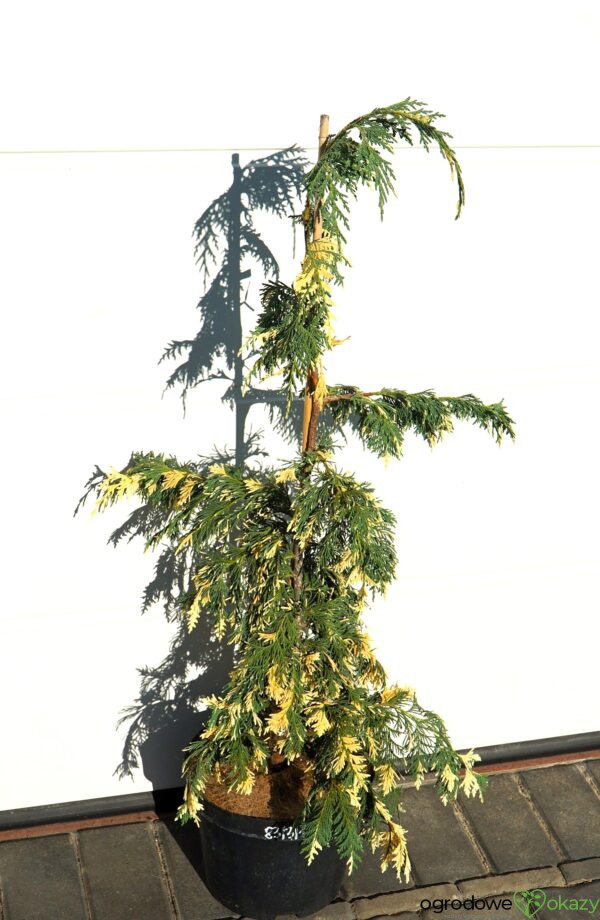 CYPRYSIK NUTKAJSKI SPARKLING ARROW Chamaecyparis nootkatensis 'Sparkling Arrow'