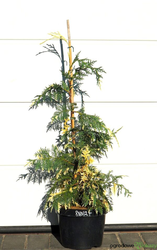 CYPRYSIK NUTKAJSKI SPARKLING ARROW Chamaecyparis nootkatensis 'Sparkling Arrow'
