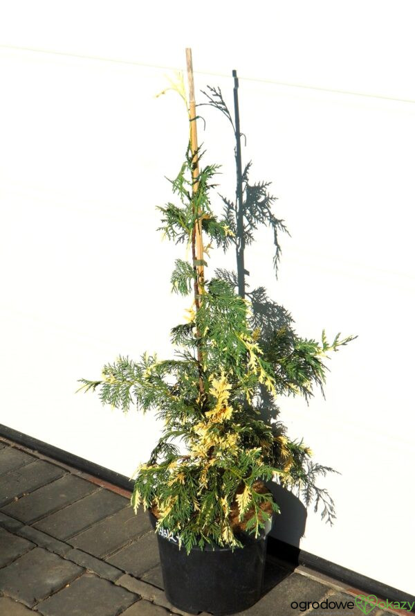 CYPRYSIK NUTKAJSKI SPARKLING ARROW Chamaecyparis nootkatensis 'Sparkling Arrow'
