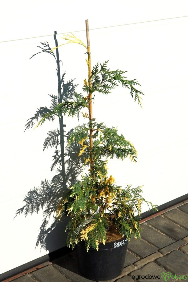 CYPRYSIK NUTKAJSKI SPARKLING ARROW Chamaecyparis nootkatensis 'Sparkling Arrow'