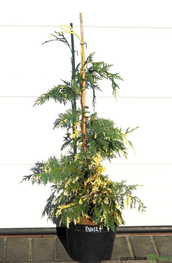 CYPRYSIK NUTKAJSKI SPARKLING ARROW Chamaecyparis nootkatensis 'Sparkling Arrow'