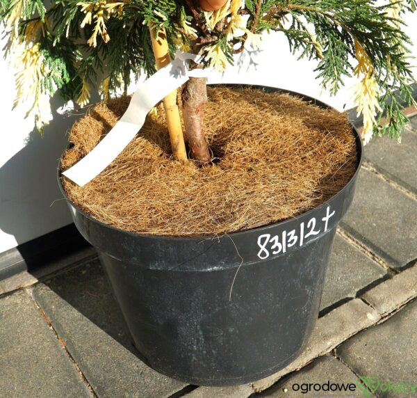 CYPRYSIK NUTKAJSKI SPARKLING ARROW Chamaecyparis nootkatensis 'Sparkling Arrow'