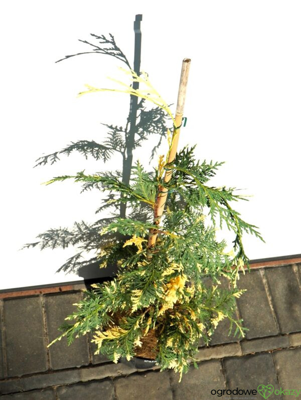 CYPRYSIK NUTKAJSKI SPARKLING ARROW Chamaecyparis nootkatensis 'Sparkling Arrow'