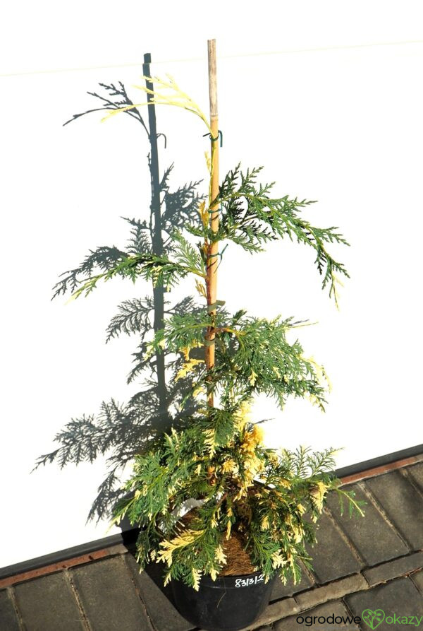CYPRYSIK NUTKAJSKI SPARKLING ARROW Chamaecyparis nootkatensis 'Sparkling Arrow'