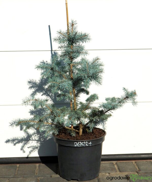 ŚWIERK KŁUJĄCY BLUE DIAMOND PBR Picea pungens 'Blue Diamond' PBR