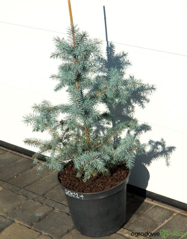 ŚWIERK KŁUJĄCY BLUE DIAMOND PBR Picea pungens 'Blue Diamond' PBR
