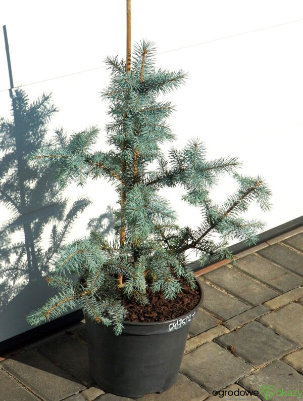 ŚWIERK KŁUJĄCY BLUE DIAMOND PBR Picea pungens 'Blue Diamond' PBR