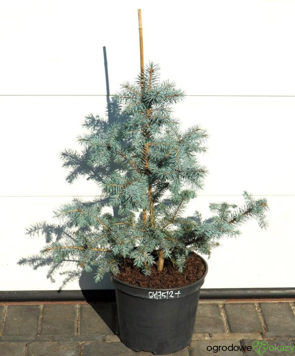 ŚWIERK KŁUJĄCY BLUE DIAMOND PBR Picea pungens 'Blue Diamond' PBR
