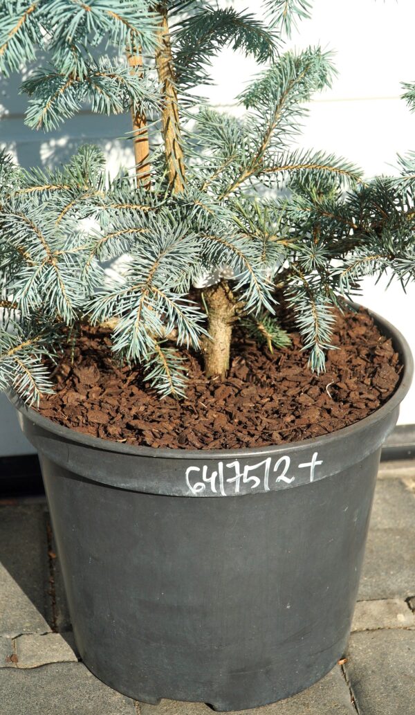 ŚWIERK KŁUJĄCY BLUE DIAMOND PBR Picea pungens 'Blue Diamond' PBR