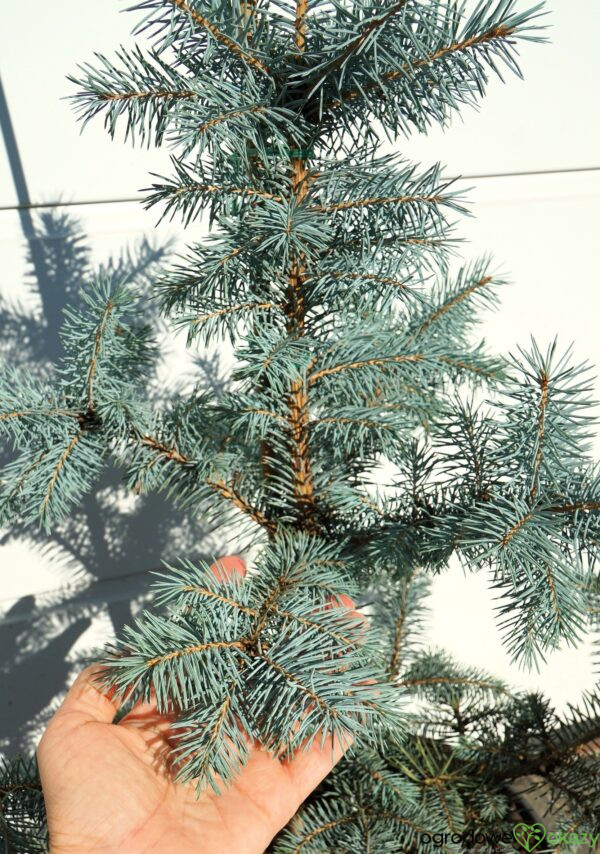 ŚWIERK KŁUJĄCY BLUE DIAMOND PBR Picea pungens 'Blue Diamond' PBR