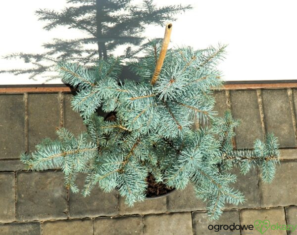 ŚWIERK KŁUJĄCY BLUE DIAMOND PBR Picea pungens 'Blue Diamond' PBR