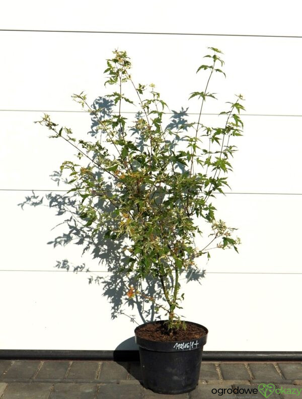 KLON PALMOWY KINGSVILLE VARIEGATED Acer palmatum 'Kingsville Variegated'