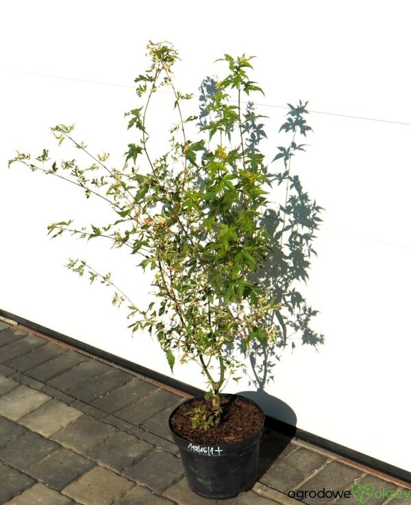 KLON PALMOWY KINGSVILLE VARIEGATED Acer palmatum 'Kingsville Variegated'