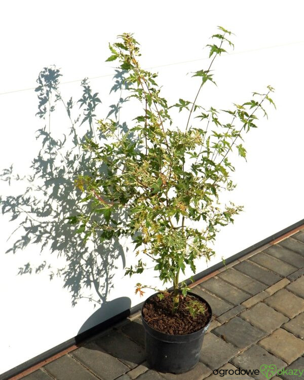 KLON PALMOWY KINGSVILLE VARIEGATED Acer palmatum 'Kingsville Variegated'