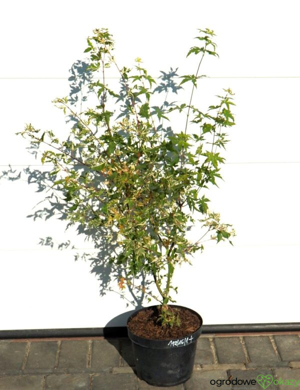 KLON PALMOWY KINGSVILLE VARIEGATED Acer palmatum 'Kingsville Variegated'