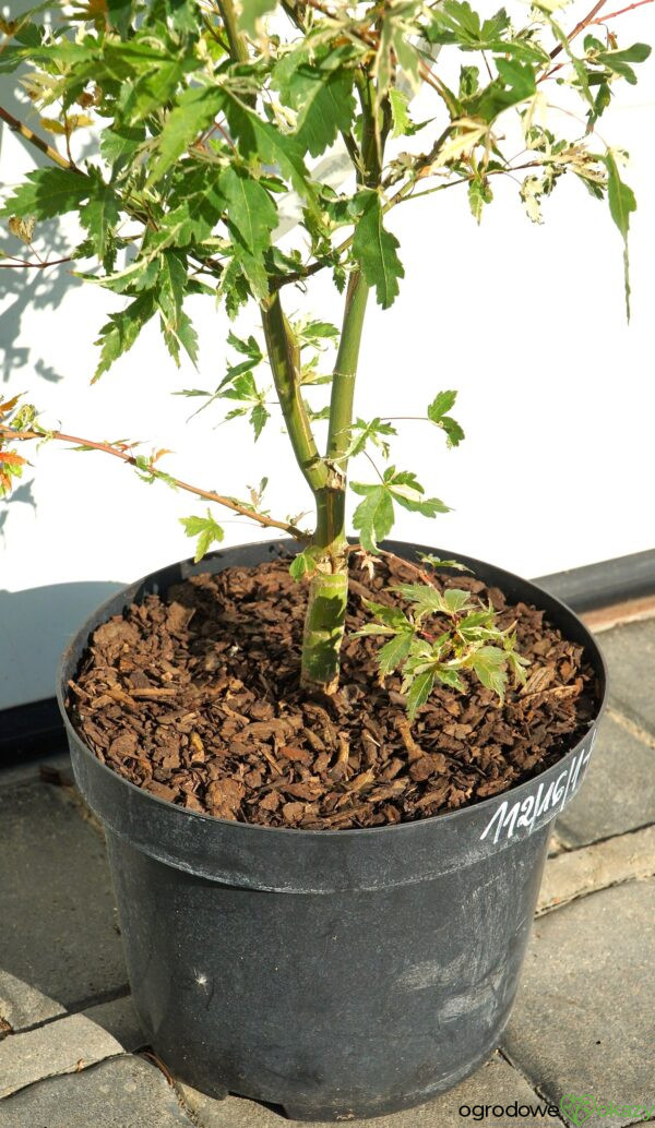 KLON PALMOWY KINGSVILLE VARIEGATED Acer palmatum 'Kingsville Variegated'