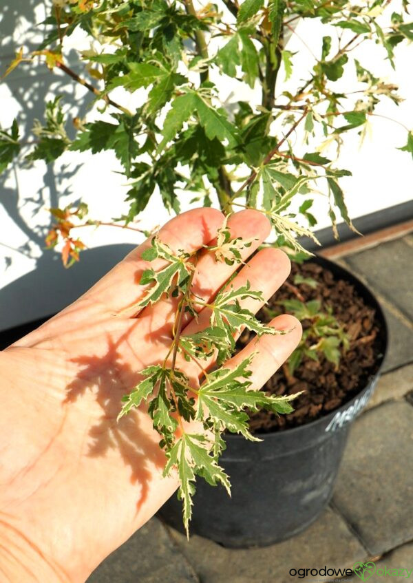 KLON PALMOWY KINGSVILLE VARIEGATED Acer palmatum 'Kingsville Variegated'