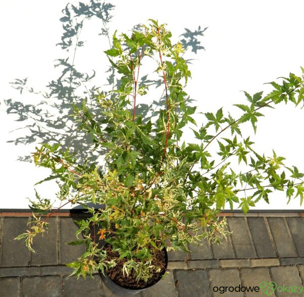 KLON PALMOWY KINGSVILLE VARIEGATED Acer palmatum 'Kingsville Variegated'