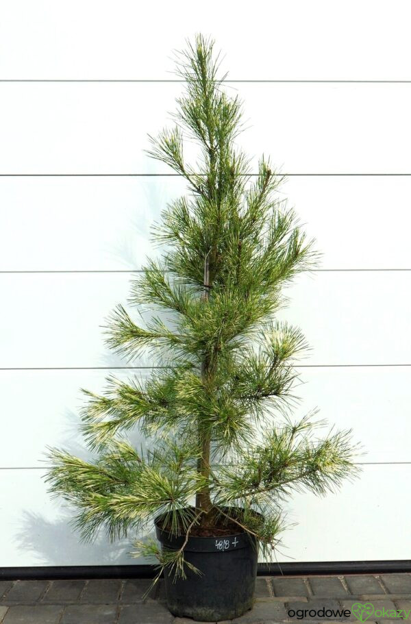 SOSNA GĘSTOKWIATOWA OCULUS-DRACONIS Pinus densiflora Oculus-draconis
