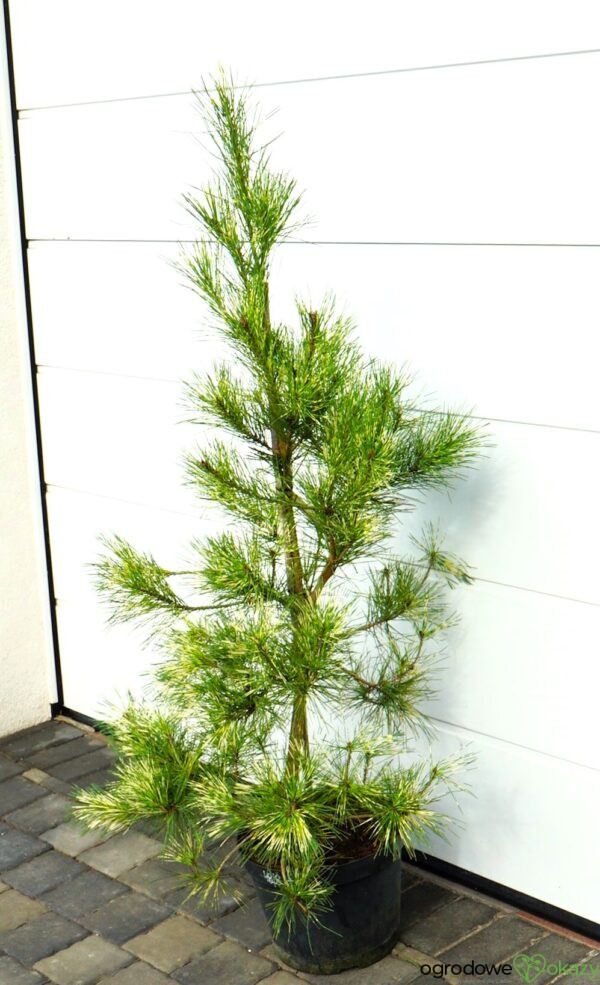 SOSNA GĘSTOKWIATOWA OCULUS-DRACONIS Pinus densiflora Oculus-draconis