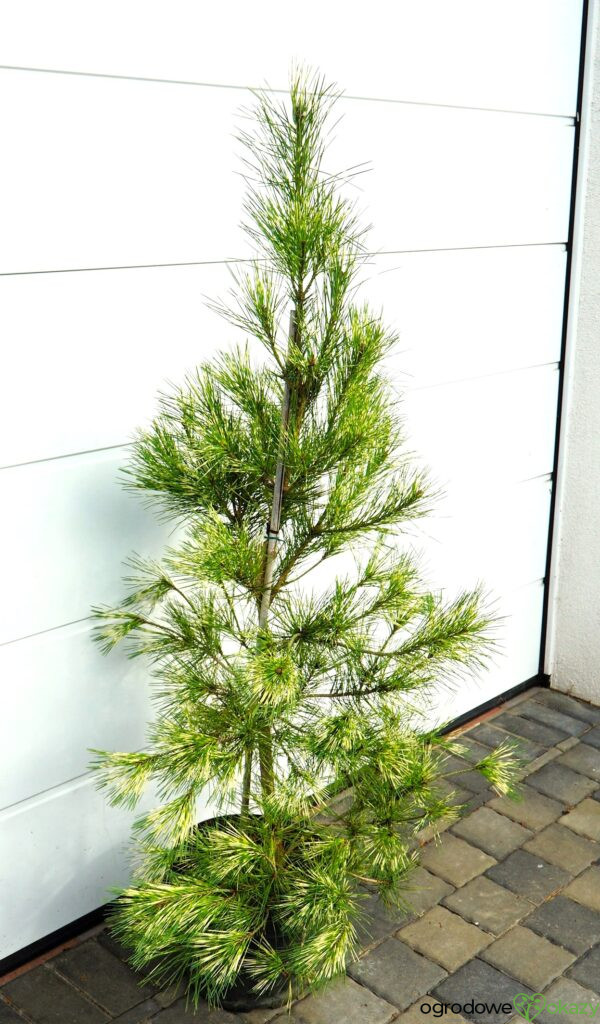 SOSNA GĘSTOKWIATOWA OCULUS-DRACONIS Pinus densiflora Oculus-draconis