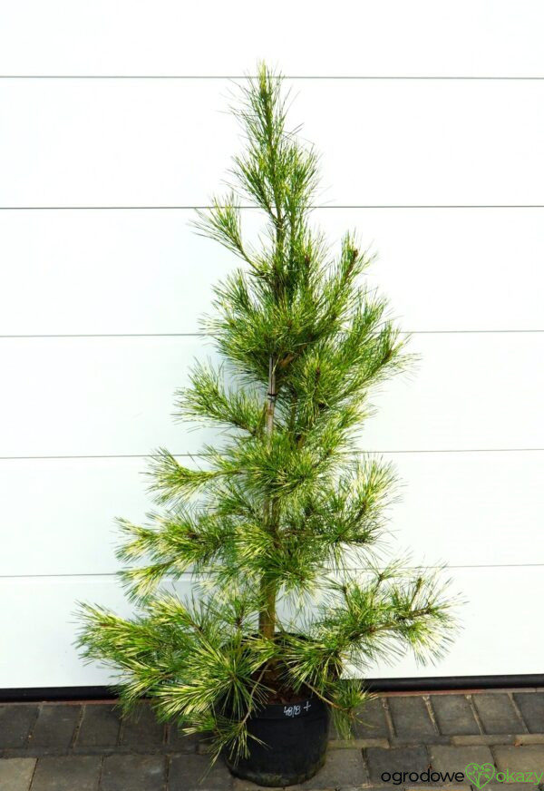 SOSNA GĘSTOKWIATOWA OCULUS-DRACONIS Pinus densiflora Oculus-draconis