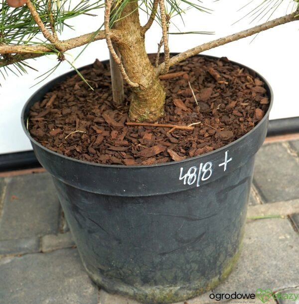 SOSNA GĘSTOKWIATOWA OCULUS-DRACONIS Pinus densiflora Oculus-draconis
