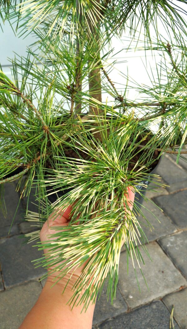 SOSNA GĘSTOKWIATOWA OCULUS-DRACONIS Pinus densiflora Oculus-draconis