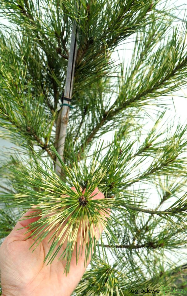 SOSNA GĘSTOKWIATOWA OCULUS-DRACONIS Pinus densiflora Oculus-draconis