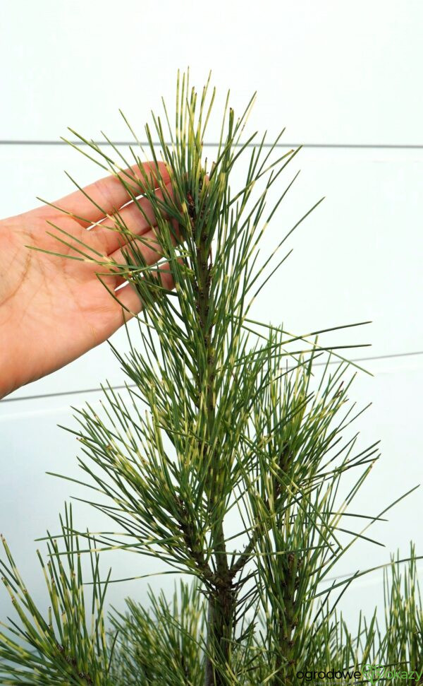 SOSNA GĘSTOKWIATOWA OCULUS-DRACONIS Pinus densiflora Oculus-draconis