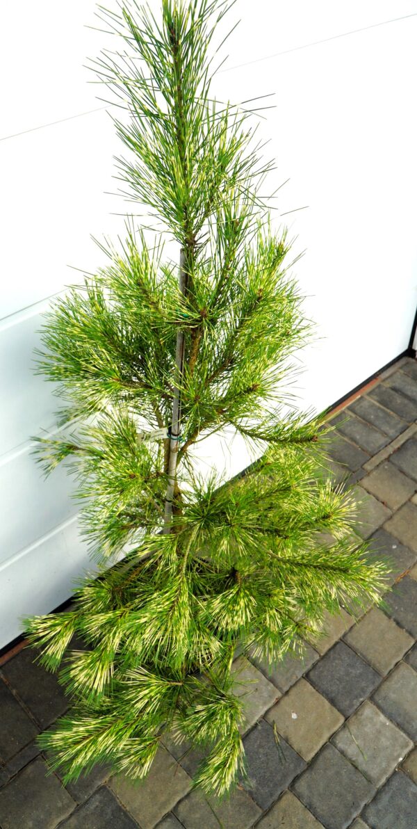 SOSNA GĘSTOKWIATOWA OCULUS-DRACONIS Pinus densiflora Oculus-draconis