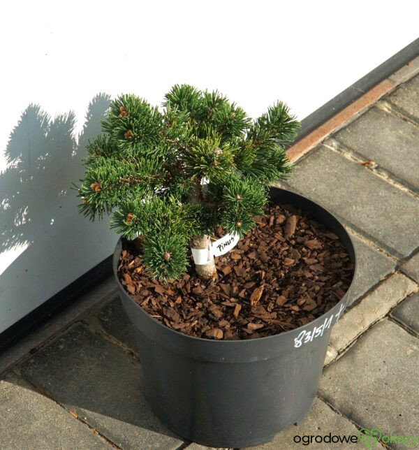 SOSNA GÓRSKA JAKOBSEN Pinus mugo 'Jakobsen'
