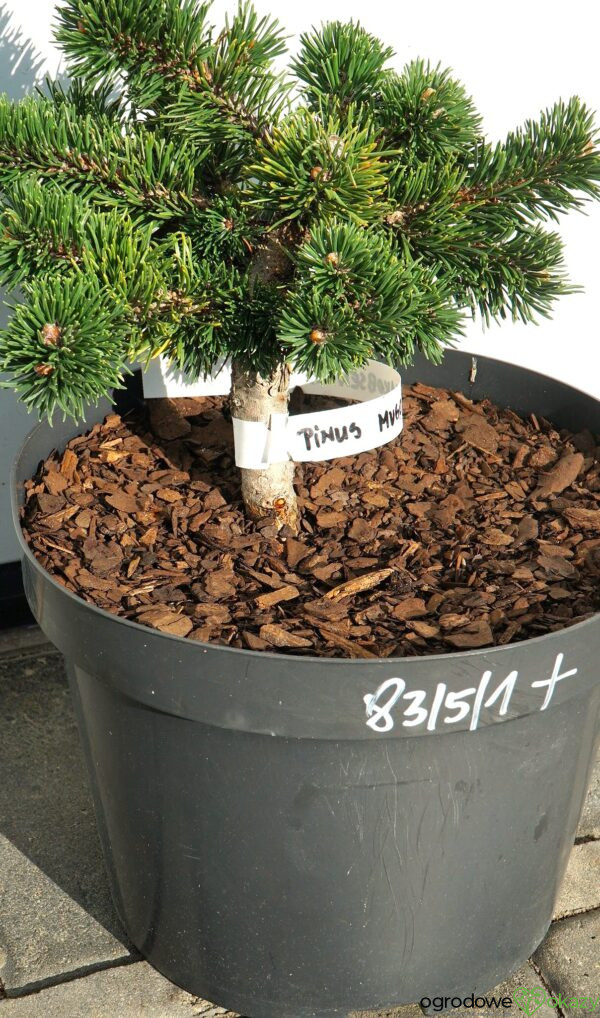 SOSNA GÓRSKA JAKOBSEN Pinus mugo 'Jakobsen'