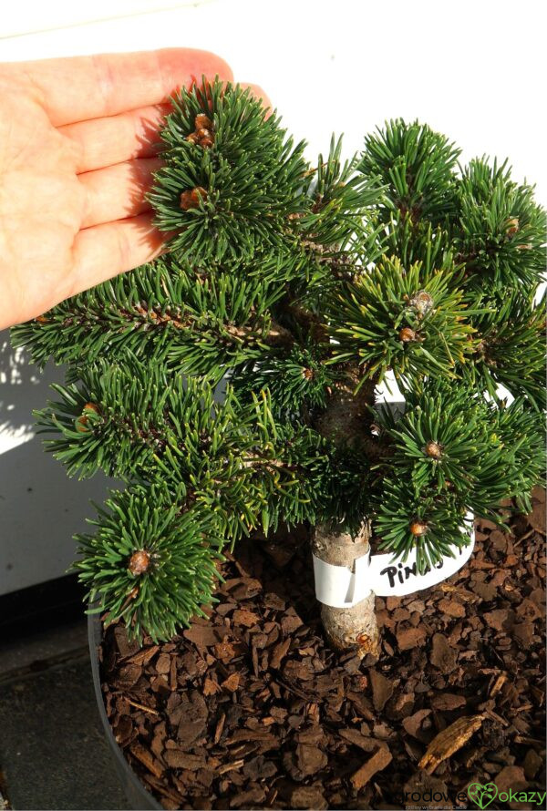 SOSNA GÓRSKA JAKOBSEN Pinus mugo 'Jakobsen'