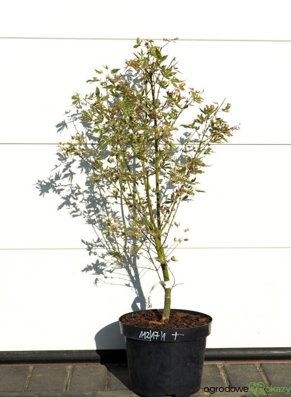 KLON PALMOWY ORI ZURU Acer palmatum 'Ori zuru'