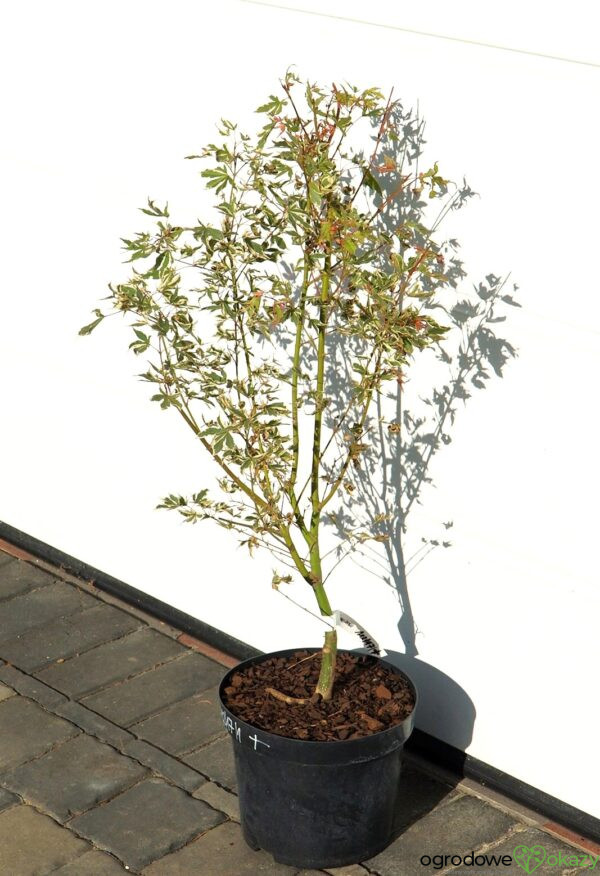 KLON PALMOWY ORI ZURU Acer palmatum 'Ori zuru'