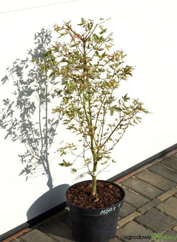 KLON PALMOWY ORI ZURU Acer palmatum 'Ori zuru'