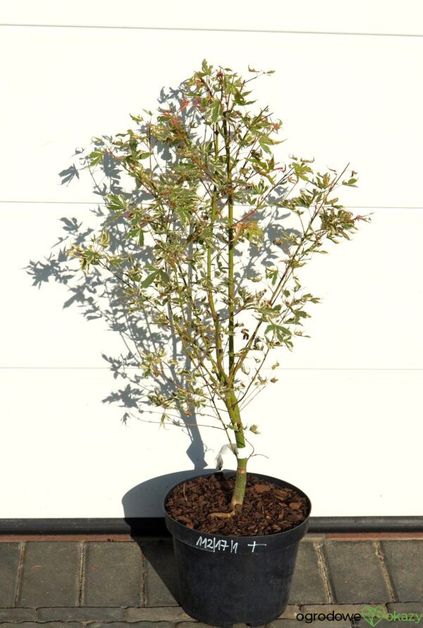 KLON PALMOWY ORI ZURU Acer palmatum 'Ori zuru'