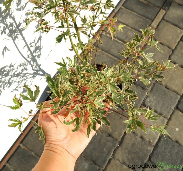 KLON PALMOWY ORI ZURU Acer palmatum 'Ori zuru'