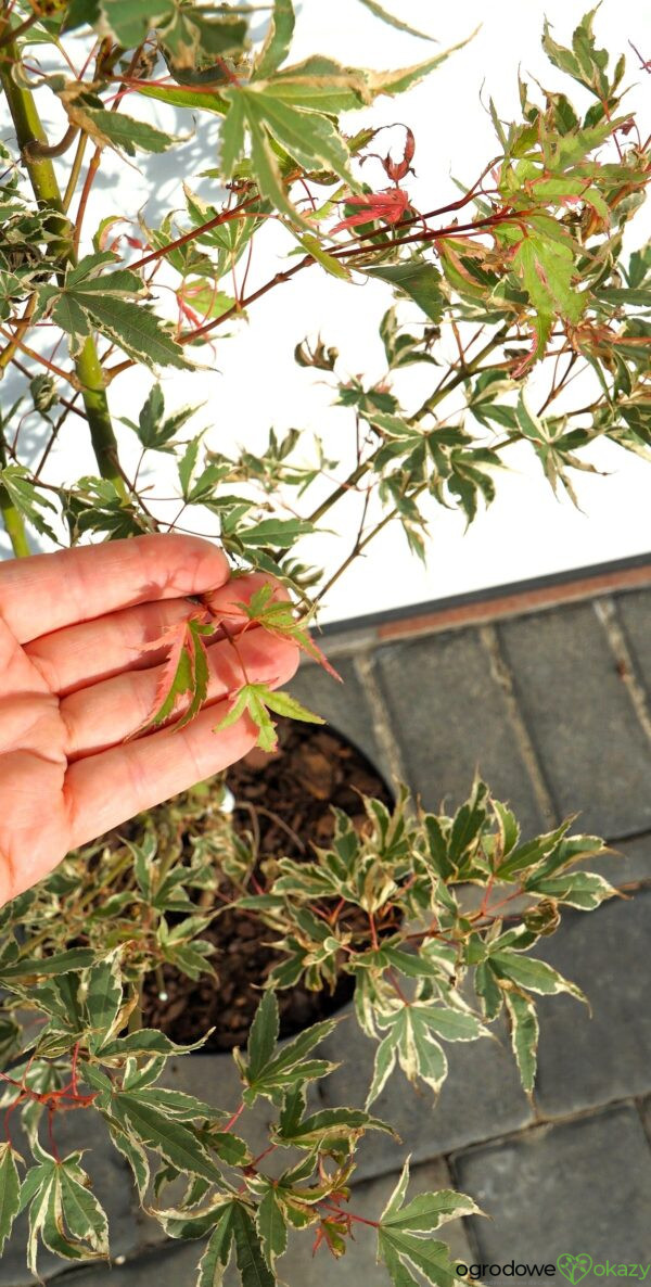 KLON PALMOWY ORI ZURU Acer palmatum 'Ori zuru'