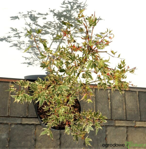 KLON PALMOWY ORI ZURU Acer palmatum 'Ori zuru'