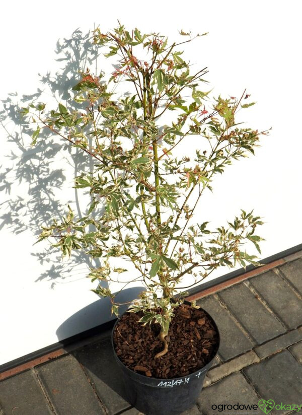 KLON PALMOWY ORI ZURU Acer palmatum 'Ori zuru'
